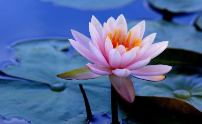 Water lilies, flower, lake, bloom