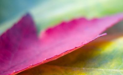 Pink leaf close up view