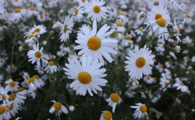 White daisy, meadow, plants, spring