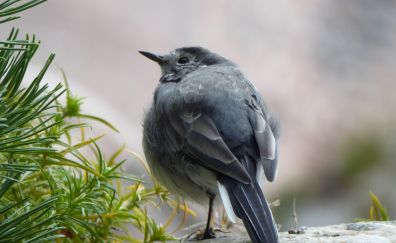 Small bird, cute, gray bird