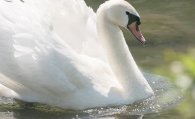 Beautiful, white bird, swan, swimming, wings