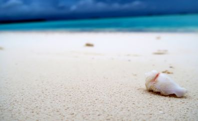 Beach, sand, shell, summer