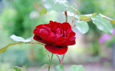 Red rose, plant, flower, bloom, close up, 4k