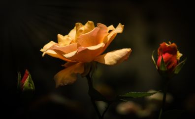 Bloom, orange rose, plants. flowers, 5k