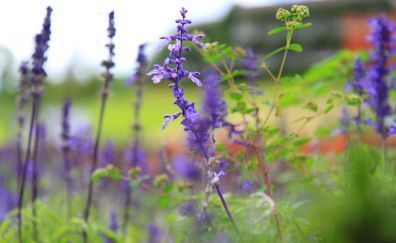 Purple, wild flowers, meadow, plants