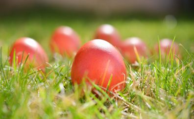 Easter eggs, colored, grass