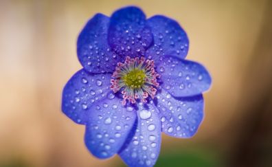 Blue flower, 4k, water drops, portrait