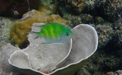 Green fish, underwater, sea animal