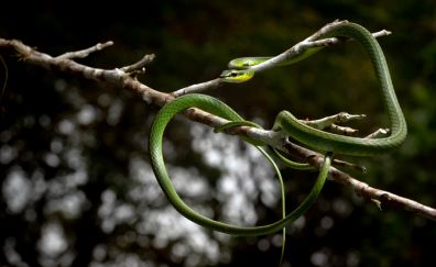 Green snake, reptile, tree branch