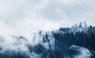 Aerial view, trees, forest, mist, fog, nature