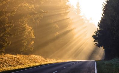 Sunlight, highway, road, tree, morning