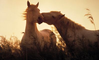 Cute horse couple