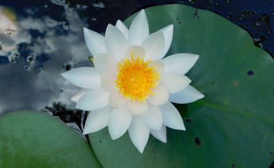 Water lily, white flower, leaves, pond, 4k