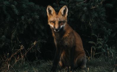 Fox, predator, forest, animal, grass
