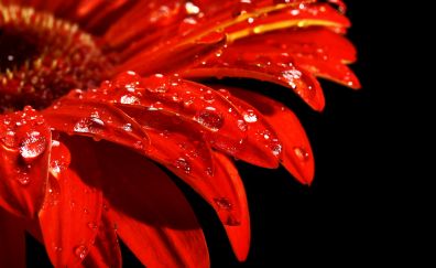 Close up, red flower, petals, drops