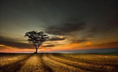 Empty field lonely tree sunset