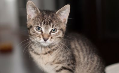 Kitten, pet & domestic cat