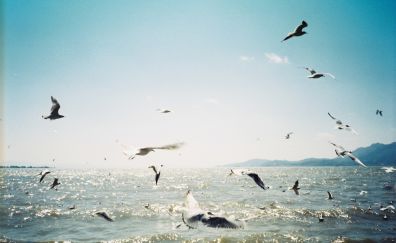 Seagulls, birds, sea, flying