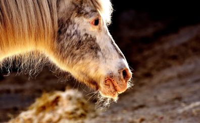 Pony, horse muzzle, animal
