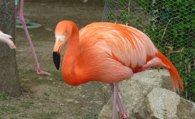 Flamingo, big pink bird, zoo