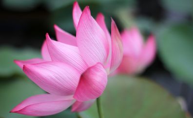 Lotus petals, pink flower, close up