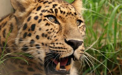 Leopard big cat animals