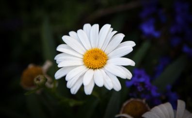 White Daisy, flowers, petals, beautiful