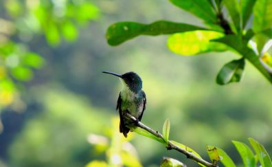 Hummingbird, cute birds, tree branch, sitting