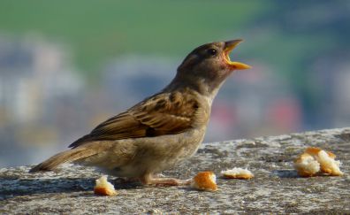 Sparrow, bird, eating bread