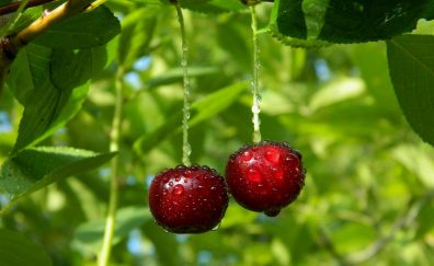 Cherry fruits, water drops