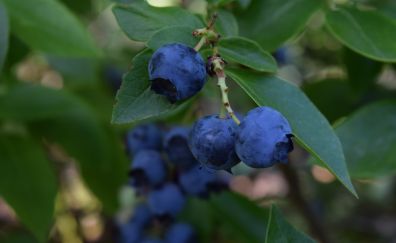 Blueberry, healthy fruits, close up