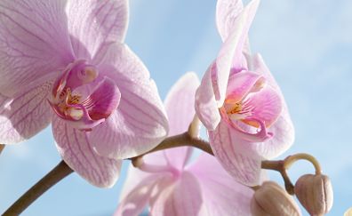Orchid pink blossom flowers
