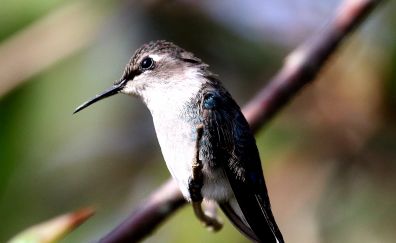 Cuba hummingbird, small bird