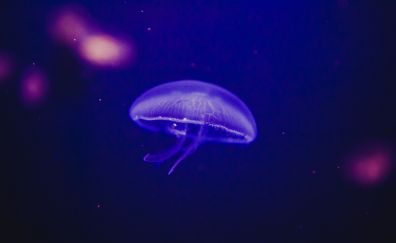 Jellyfish, underwater, glow