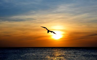 Bird flying over sea, sunset, skyline