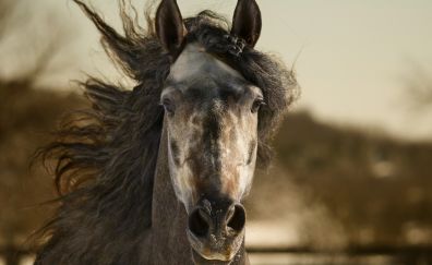 Horse muzzle, animal 