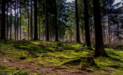 Forest, moss, trees, landscape, nature