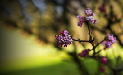 Spring blossom, flowers, blur