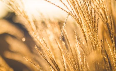 Wheat field in sunlight