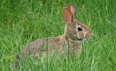 Rabbit in grass field, cute animal, bunny, hare