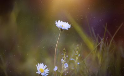 Meadow, plants, flowers daisy, blur