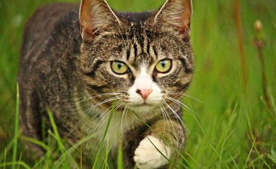 Cat walk, grass, silent attack, pet