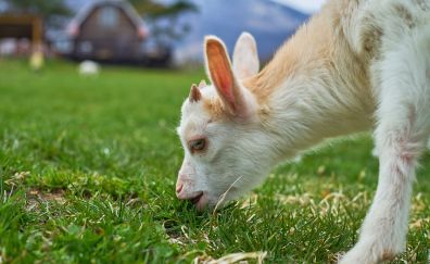 Goat, eating grass, white animal