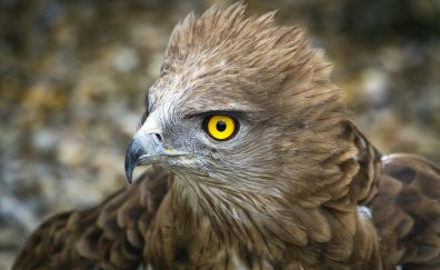 Eagle, predator, muzzle, feathers