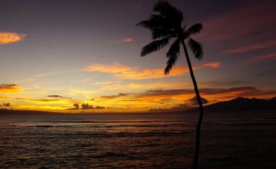 Hawaii coast, palm tree, sea, sunset, 5k