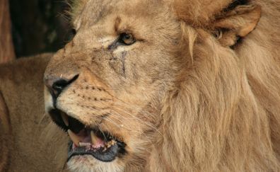 Angry lion, muzzle, fur, predator