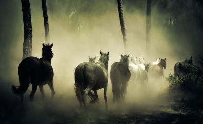 Horses, herd, run, forest, fog, 4k