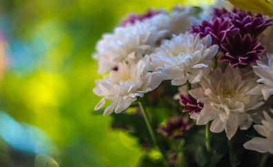 Bouquet, Primrose, white purple, flowers