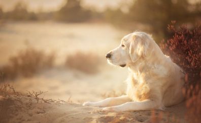 Golden retriever, dog, calm, outdoor, 4k