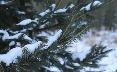 Snow frost, winter, snow, tree branch
